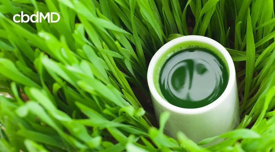 A white coffee cup full of green juice sits nestled among tall grass