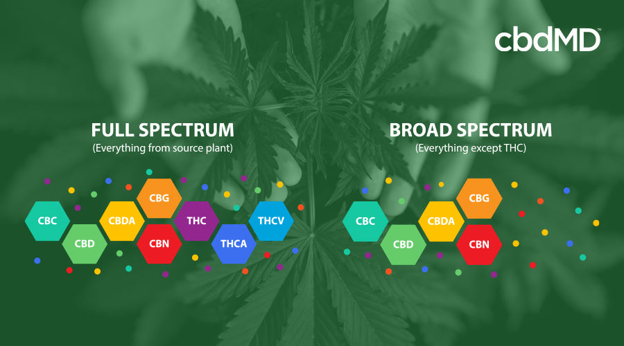A colorful diagram shows the chemical composition of full spectrum and broad spectrum cbd
