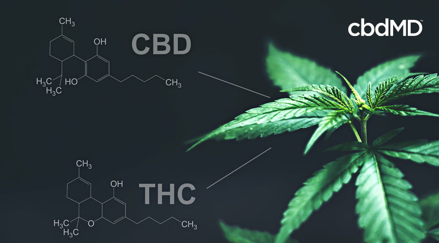 The chemical composition of thc and cbd stands beside a mature cannabis plant