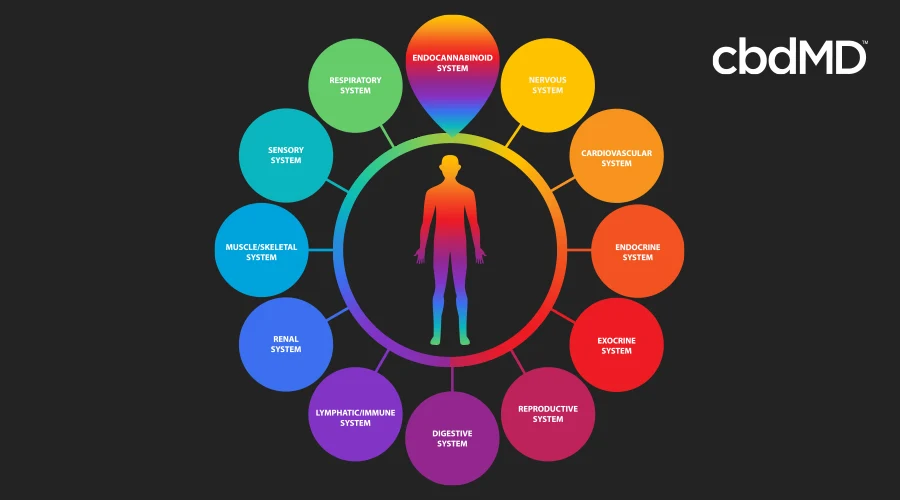 A colorful diagram demonstrates the many bodily functions affected by the endocannabinoid system