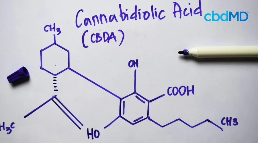 The chemical composition of cannabidiolic acid is drawn in blue marker on a whiteboard