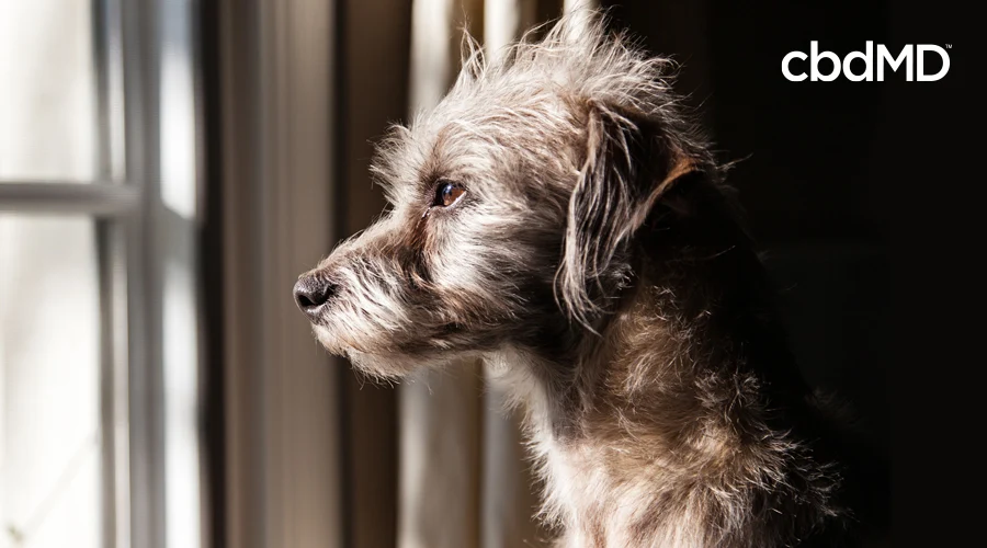 A large white dog stares out a window in a dark room