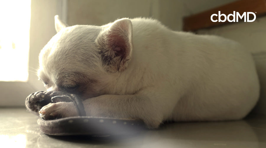 A small white dog lays on a pillow with his head between his paws