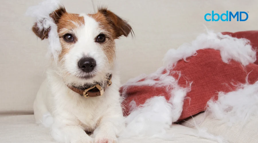 A jack russell terrier sits next to a read pillow it has chewed up and destroyed