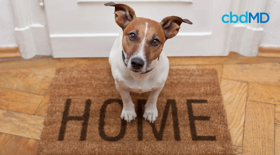 A small brown and white dog sits on a welcome home mat looking up expectantly