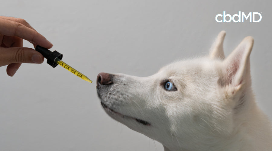 An all white husky with blue eyes receives some cbd from his owner