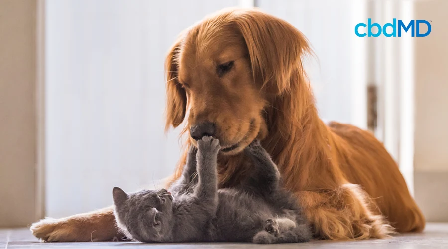 A Golden Retriever lays on the floor and plays with a grey kitten