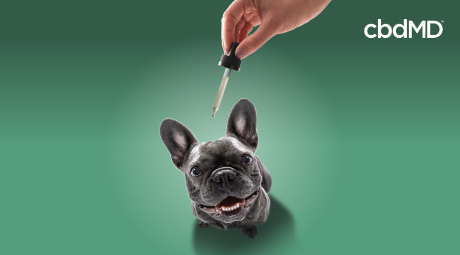 A grey French Bulldog eagerly waits for his drops of CBD oil