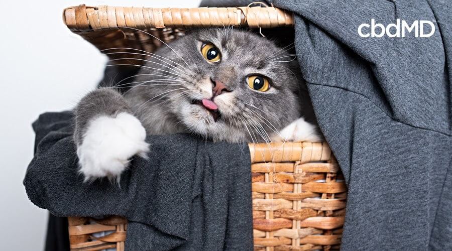 cbd for cats