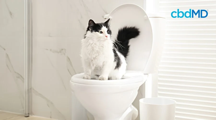 cbd for cats