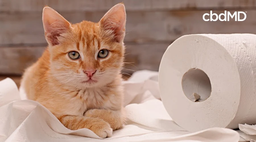 cbd for cats