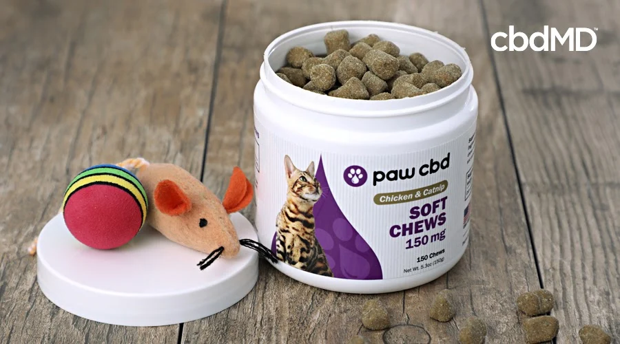 cbd for cats
