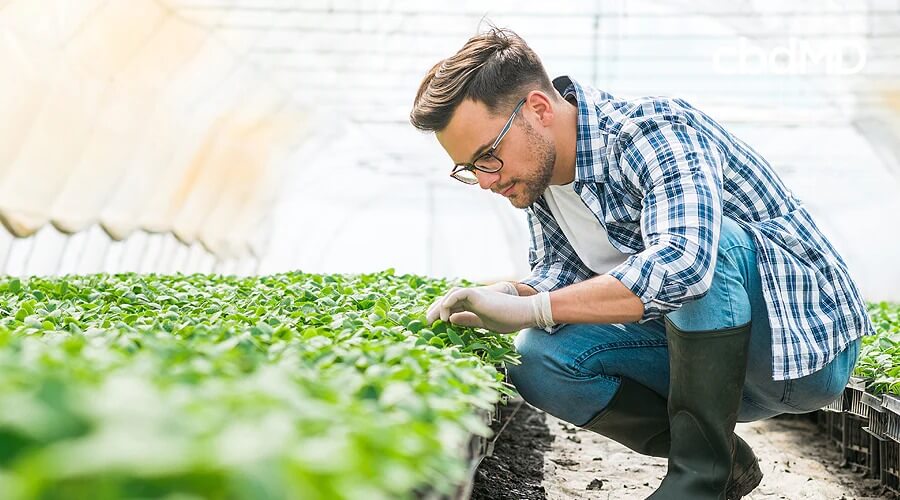 An organic farmer in a blue plaid shirt and tall rubber boots checks the growth progress of young hemp plants