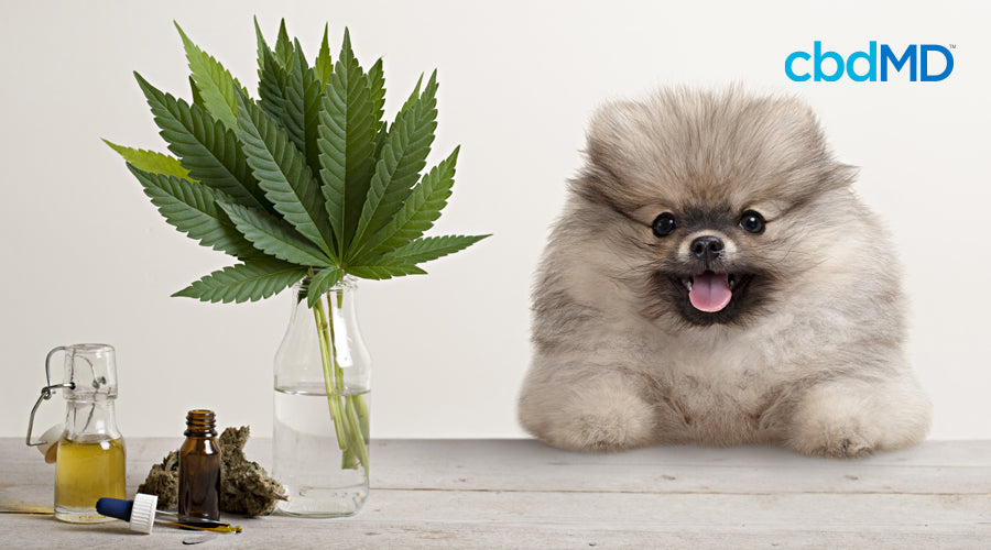 A fluffy brown and grey pomeranian sits on a table next to a vase full of hemp leaves