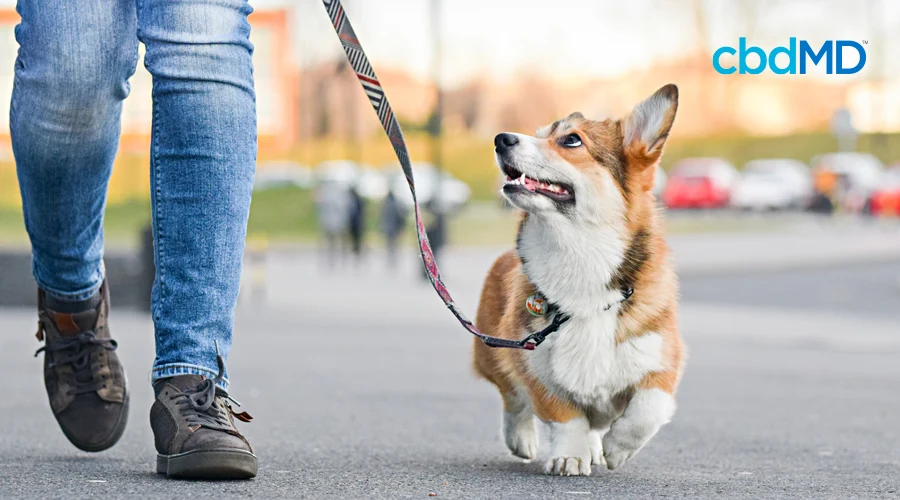 A white and brown corgi walks on a leash next to his owner