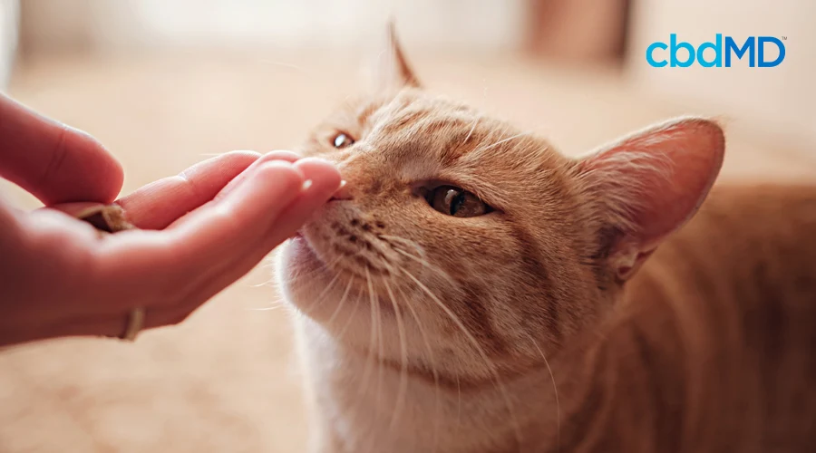 A yellow tabby cat sniffs his owners hand in preparation for a cbd treat