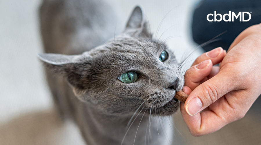An all grey cat reaches out for a cbd treats from cbdmd