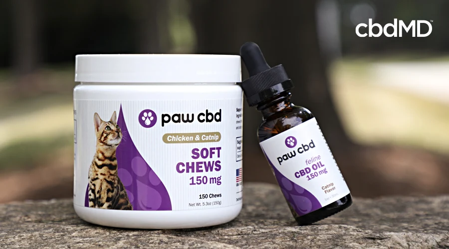 cbd products for cats including cbd treats for cats from cbdmd sit on a stone wall