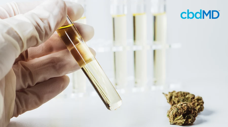 A latex gloved hand holds a vial of very pure hemp oil
