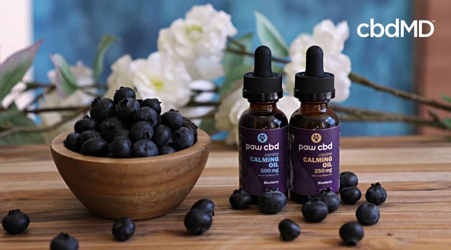 Two bottles of cbd pet calming tincture from cbdmd sits on a wooden table
