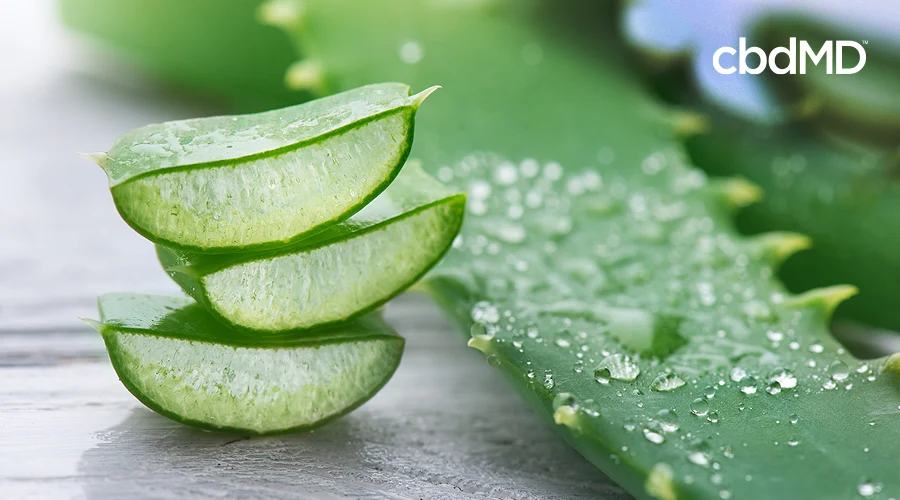 A stack of sliced aloe vera leaves sit next to a whole aloe vera stalk