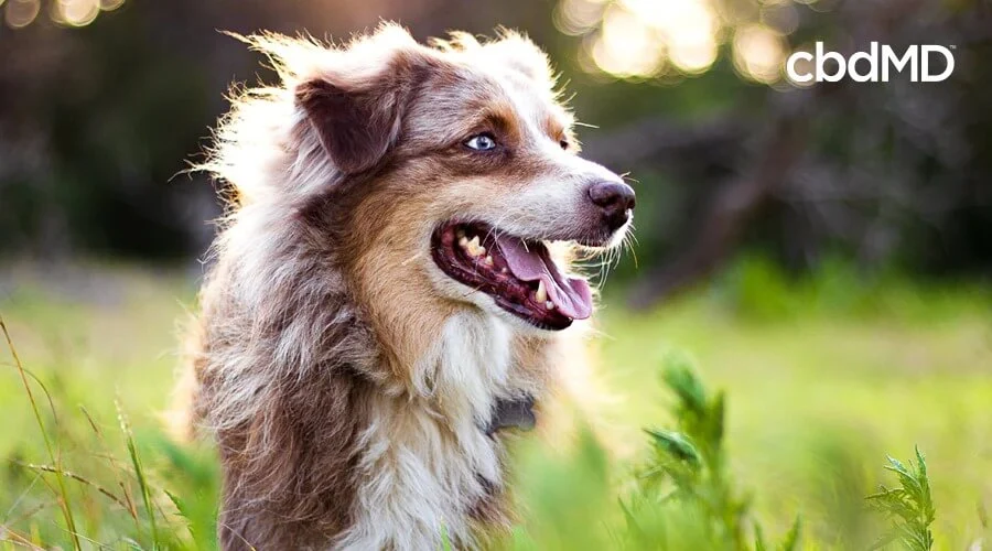 A brown mottled australian shepard stands in a field in the sunlight