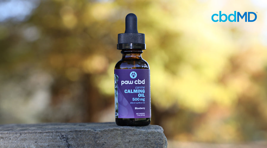 A bottle of cbd oil calming tincture for dogs sits on a stone wall