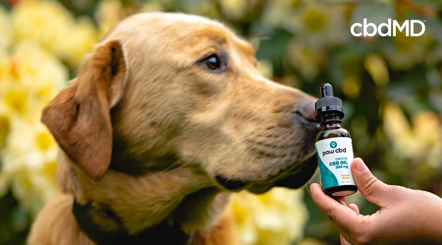 An old yellow lab sniffs a bottle of cbd tincture for dogs from cbdmd