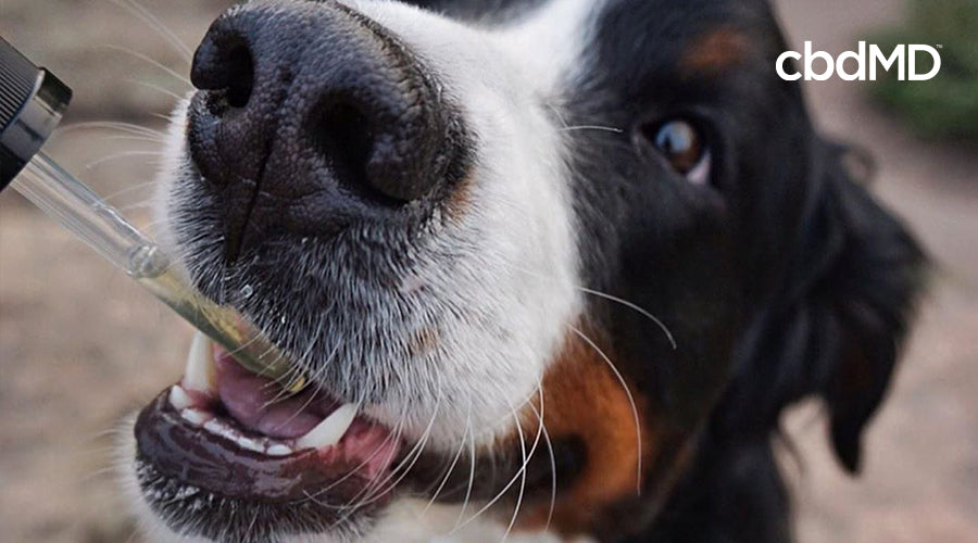 A large black, white, and brown dog opens his mouth to receive a cbd tincture for dogs from a dropper