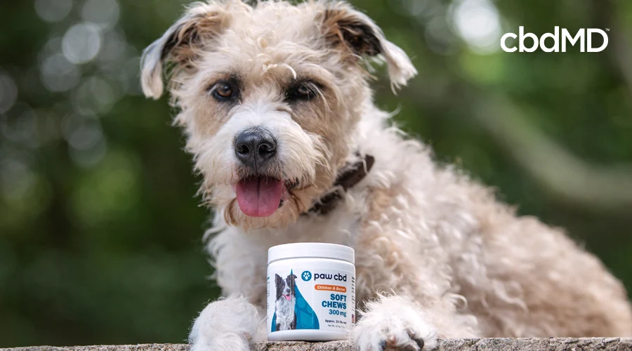 A fluffy white dog with a black leather collar sits with a jar of cbd soft chews from paw cbd between his paws