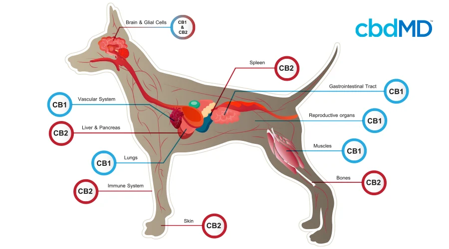 A diagram shows the cb1 and cb2 receptors present in all canines