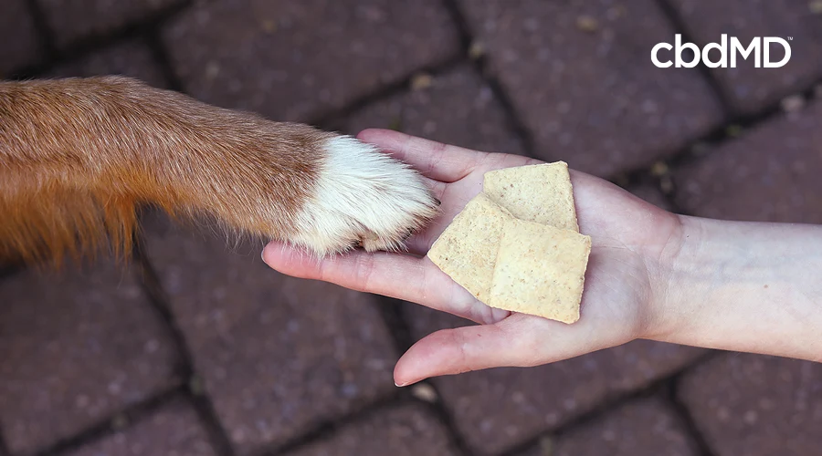 A hand holds out three cbd dog treats while a dogs paw rests on the hand next to the treats