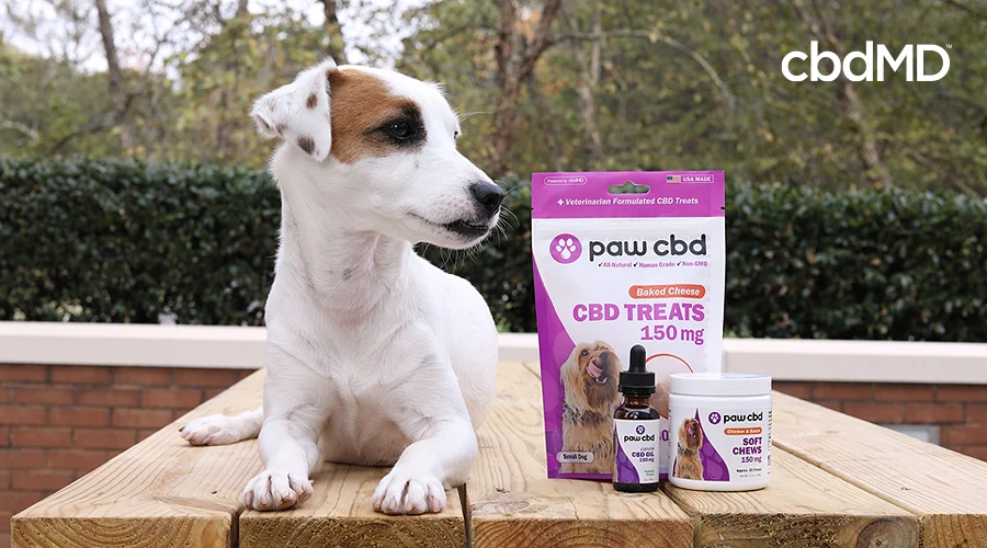 A small white and brown dog sits on a table next to a collection of cbd dog products from paw cbd