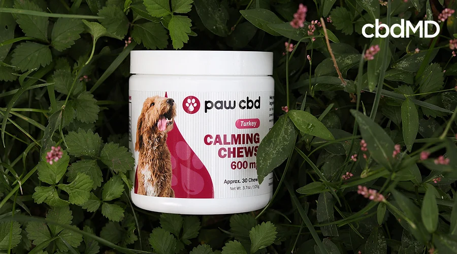 A jar of cbd calming chews from paw cbd sits among some dense foliage