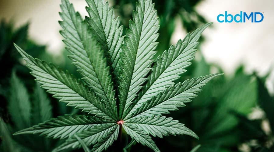 Marijuana plant and leaves