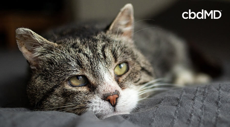 A grey and white cat lounges in a dark grey blanket