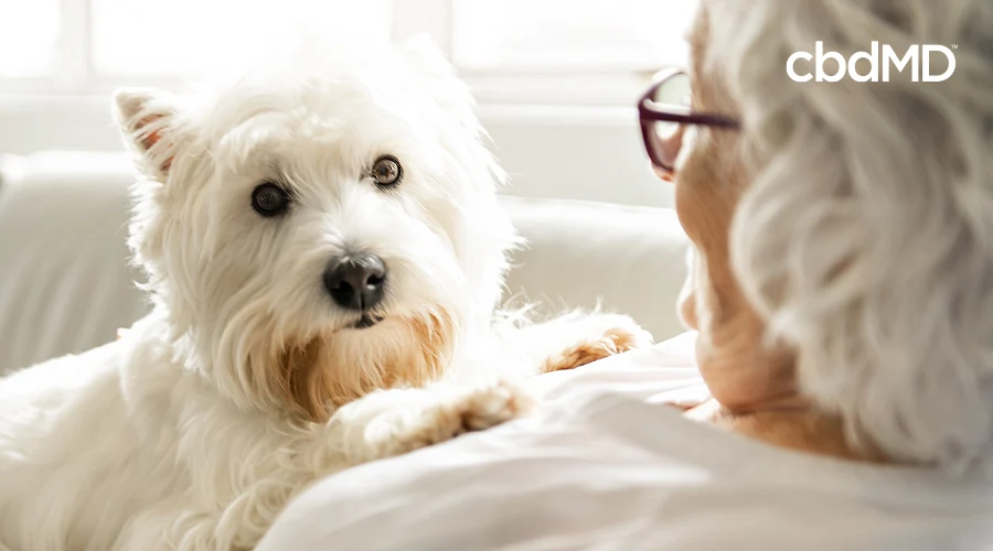 A white yorkshire terrier sits on her owners lap on the couch