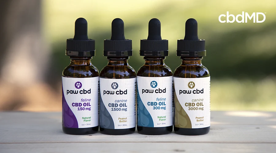 Four paw cbd pet cbd oil tincutures sits in a row on a wooden table