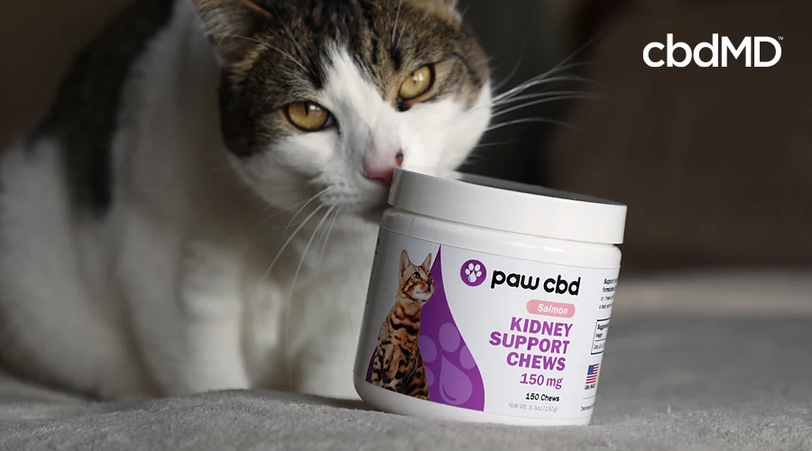 A white and grey cat sniffs at the lid of a bottle of paw cbd kidney support chews for cats