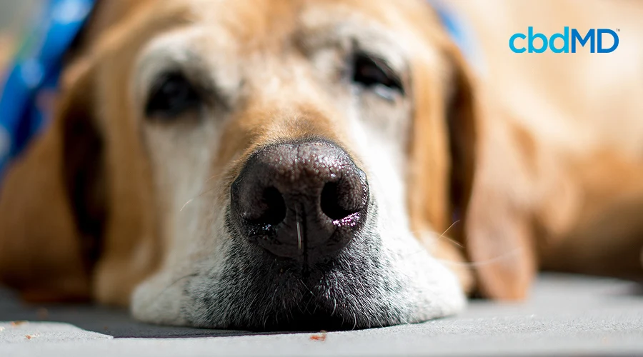 An old golden retriever lays with his chin resting down against the floor
