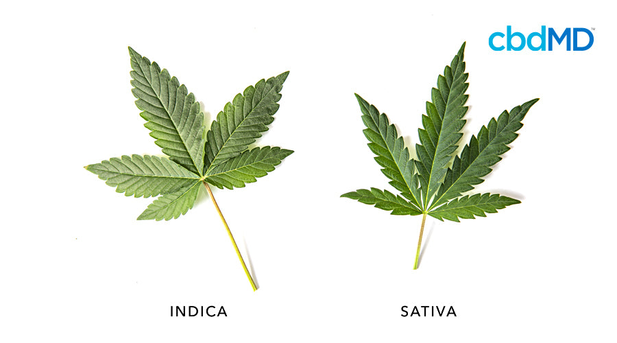 The cannabis varieties sativa and indica sit side by side