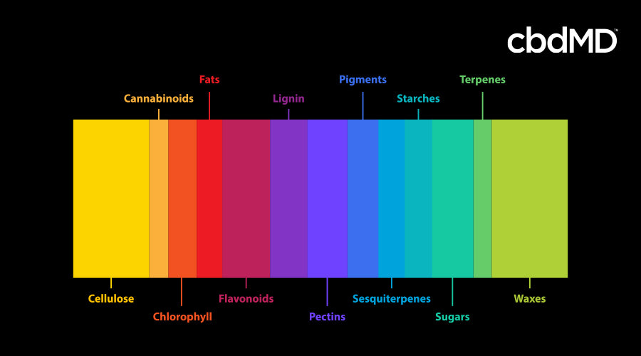 A brightly colored spectrograph image shows the various compounds in cannabis