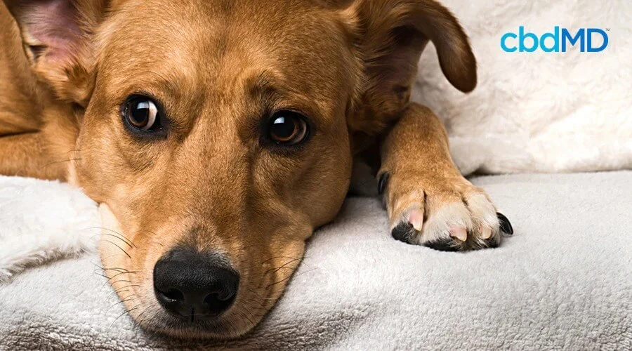 A brown mutt with wide eyes lays on a grey couch