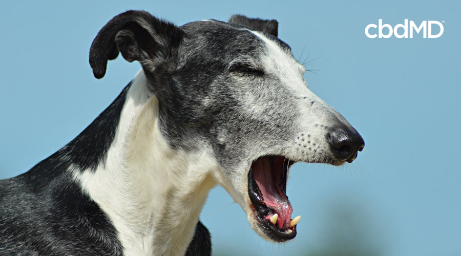 A black and white greyhound yawns widely against a blue wall