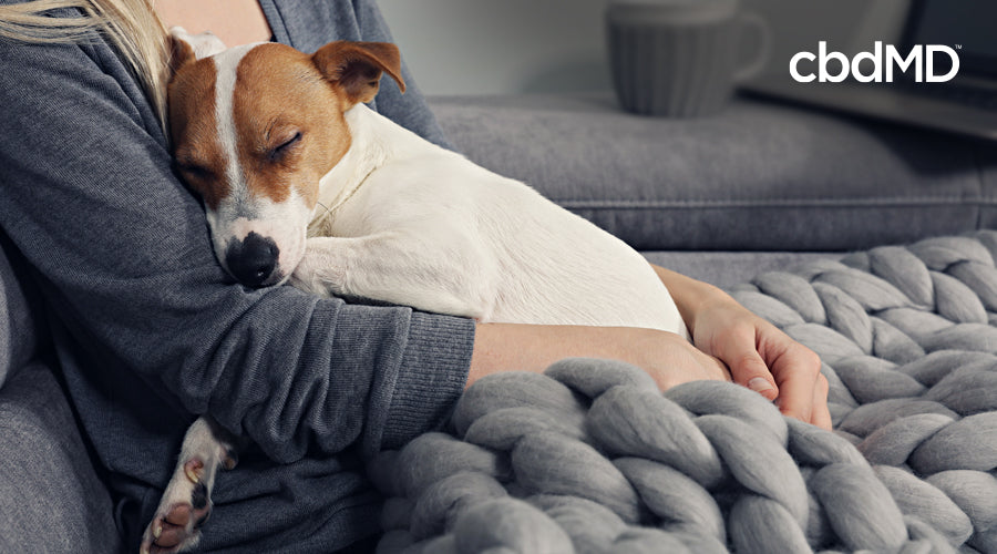 A jack russell terrier lays on his owners lap as they sit together beneath a thick knit blanket
