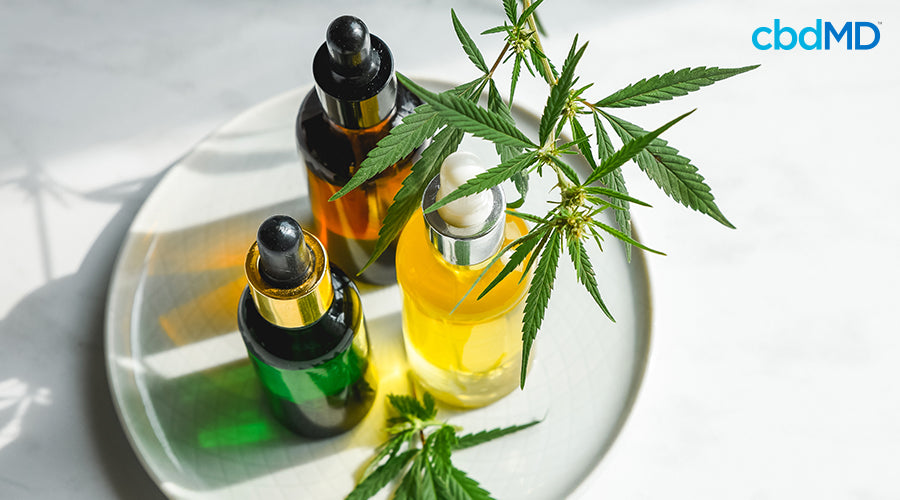 Various bottles with cannabis oil in them on a plate next to a marijuana plant - cbdMD