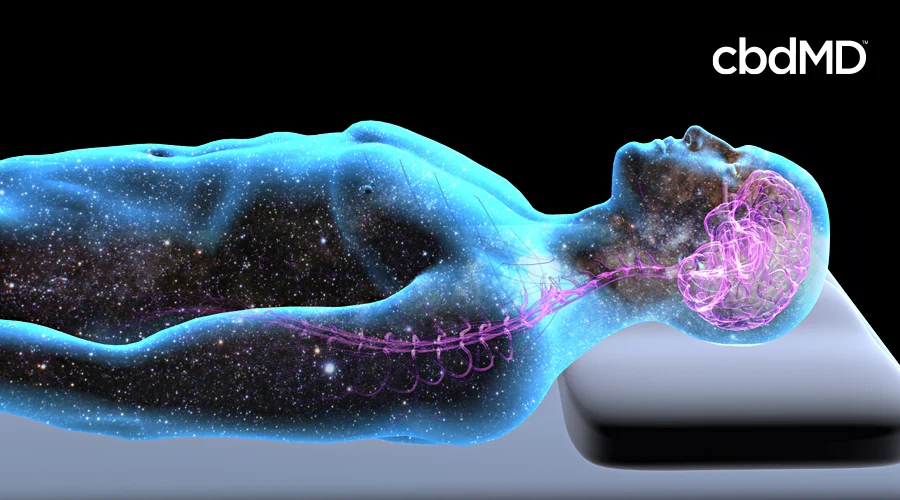 A transparent human body lies down with the nervous system highlighted in purple