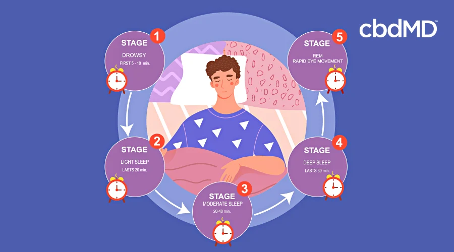 A drawing shows a man in a circle showing the cycle of sleep