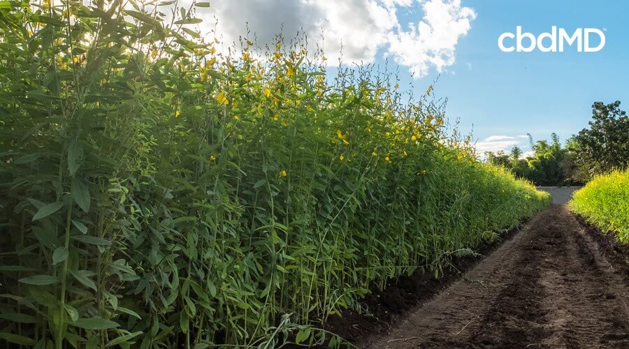 The view down a path between two rows of towering crops