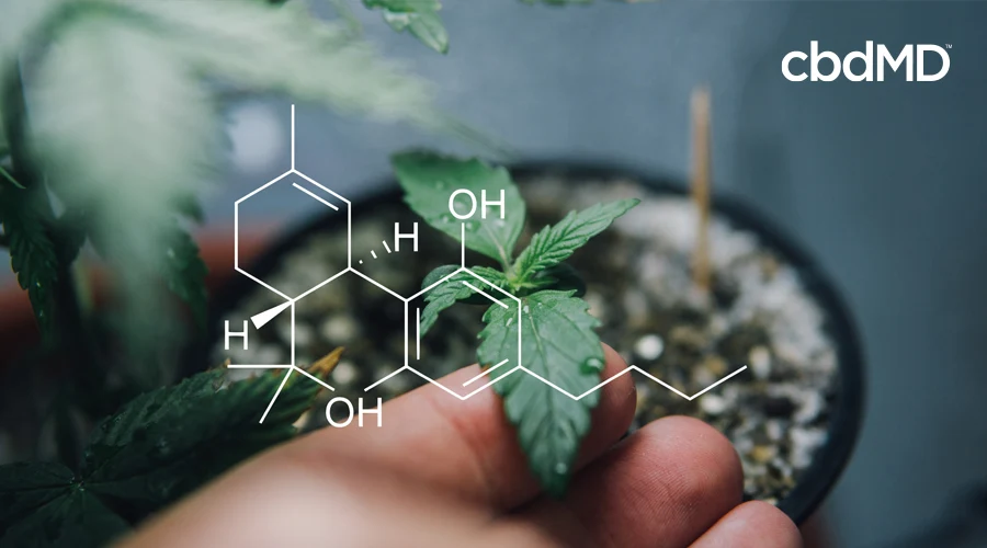The chemical make up of CBD is shown in white over a hand holding a seedling gently